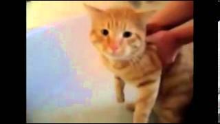 davut diyen kedi videosu [upl. by Toiboid]