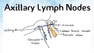 Axillary Lymph Nodes AnatomyPart2 [upl. by Marion]