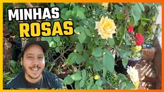 Como ter rosas florindo rosas roseira [upl. by Awjan]