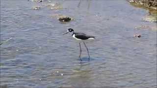 Blacknecked Stilt quotweetweetweetquot call [upl. by Mario]