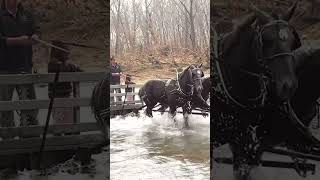 Behind the scenestraining draft horse teams for river crossings workhorse Percheron draft rural [upl. by Annaoy]