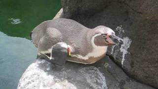 Pingüí de Humboldt  Humboldt Penguin  Zoo Barcelona [upl. by Eitsyrk]