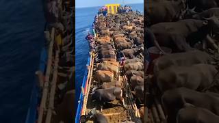 😲Ship travels😲trendingviralyoutubeshortsyoutubeshortsshortshortvideotrendvideofactsmovie [upl. by Cesya]