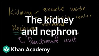 The kidney and nephron  Renal system physiology  NCLEXRN  Khan Academy [upl. by Glass803]