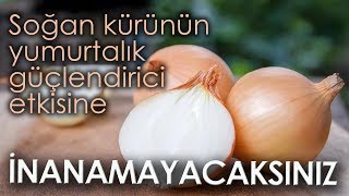 Soğan Kürünün Yumurtalık Güçlendirici Etkisine İnanamayacaksınız [upl. by Nonnahsal169]