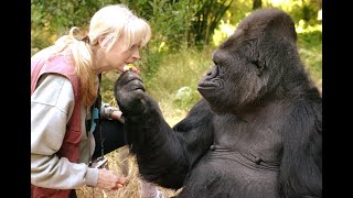 quotThe Incredible Life and Superior Intelligence of Koko the Gorillaquot [upl. by Barden]