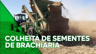 Conheça o Processo de Colheita de sementes de Brachiaria [upl. by Ellemac]