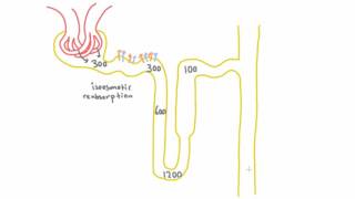 Concentration Throughout the Nephron with ADH [upl. by Drolet]