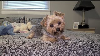 Adorable Rylie the Yorkie listens To Mommy Request Too Cute to Miss yorkies viralvideo Rylie [upl. by Oigufer]