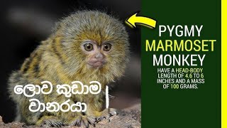 Pigmy marmosetsmallest primatemonkeyin the worldකුඩාම වානරයාmahindainfuturethefactscen6361 [upl. by Ahsael]