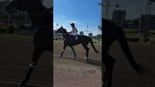 Horse race horserace Åbytravet race Horse viral fyp sweden mölndal shorts short reels yt [upl. by Boatwright]