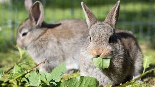 Co jedzą króliki Sprawdź z czego powinna składać się dieta królika [upl. by Kerman362]