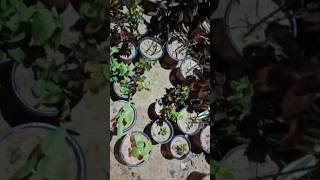 Planting new pots reels shorts trending plants flowers plant garden gardening love art yt [upl. by Hutchinson]