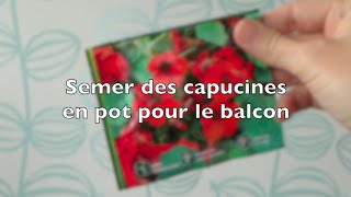 ✿ Semer des capucines en pot pour le balcon [upl. by Irod]