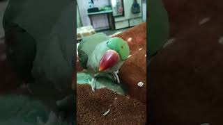 Green green bag me shortsviral coolbundelkhandi shortvideos comedy  cute Parrot [upl. by Buskirk]