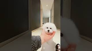 puppy 🐶🐶 new cute puppy training dog pets subscribe shorts viralvideo [upl. by Latreshia208]