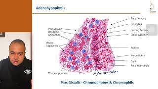 Histology of the Pituitary Glands [upl. by Anileme974]