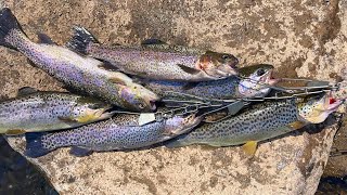 How to Catch Clean amp Cook Trout [upl. by Eseneg]