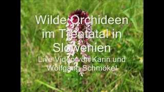 quotWilde Orchideen im Trenta Tal  SlowenienquotLive Video von Karin und Wolfgang Schmökel [upl. by Molli]