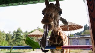 Have you ever seen how long a giraffe’s tongue is [upl. by Ahseek79]