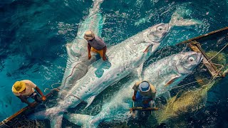 Fishermen Catch and Process Hundreds of Tons of Fish at a modern factory [upl. by Etnauq803]