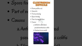 Clostridium difficile bacteriology clostridium bacteria microbiology medicalstudent [upl. by Phaidra788]