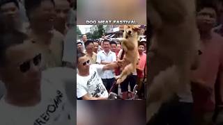 Dog🐶 Meat Festival In China  shorts festival china vpfactshorts [upl. by Llirpa]