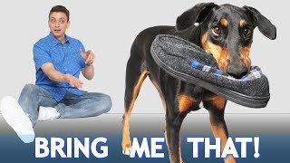 How to Teach your Dog to Bring You Things [upl. by Greenes]