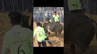 ஐயாவின் வளர்ப்பு 💯 jallikattu [upl. by Perceval707]