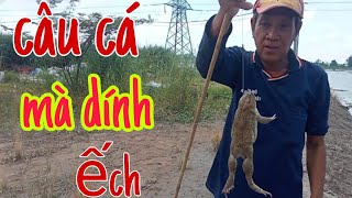 Theo chân anh 6 câu cá mùa nước nổi và đã câu được con ếch chà bá 🥰 [upl. by Rairb]