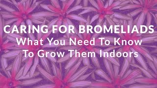 Caring For Bromeliads What You Need To Know To Grow Them Indoors [upl. by Carr]