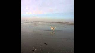 Longport Dog Beach Ocean City NJ [upl. by Nodla]