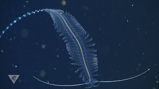 Weird and wonderful deepsea worms [upl. by Yrrad698]