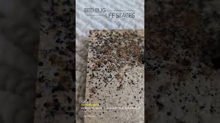 Complete Bed Bug Life Cycle in a Single Shot  From Egg to Adult [upl. by Idnam]