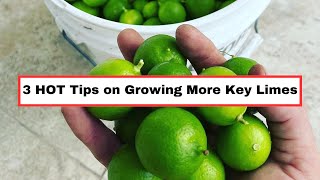 3 HOT Tips for Growing More Key Limes [upl. by Guerra]