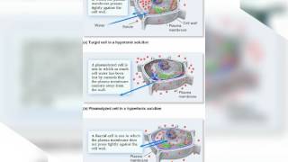 Science Turgidity and Plasmolysis [upl. by Head]