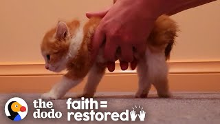 Kitten Who Couldnt Even Stand Decides He Wants To Walk  The Dodo [upl. by Cirdes]