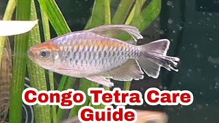 Congo Tetra Care And Breeding Guide [upl. by Cathie]