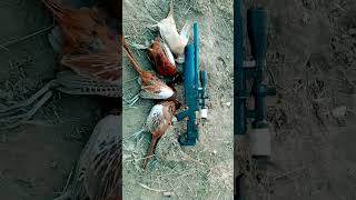 Pheasant hunting Қырғауыл аулау Кыргоолго аңчылык кылуу Охота на фазана фазан pheasant [upl. by Inod11]