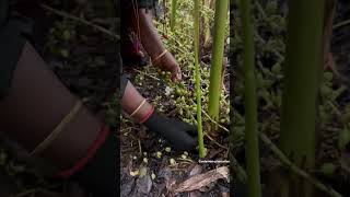 Cardamom Harvesting 🌾………………cardamom kerala idukki india reelitfeelit hardwork harwesting [upl. by Asert]