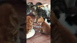 Eine oder doch lieber zwei Katzen [upl. by Hsirrap658]