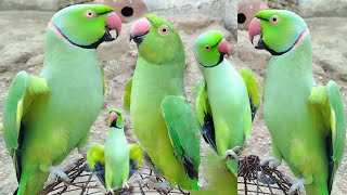 Cute Parrot Ringneck and Funny Parrot Male Female [upl. by Orips402]