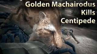 Golden Machairodus Kills Centipede Ancestors The Humankind Odyssey [upl. by Ityak]