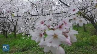 Aerial view of cherry blossoms in SW Chinas Guizhou [upl. by Hiram]