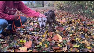 We carried him for a mile  Stray Rescue of StLouis [upl. by Gut666]