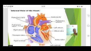 The Mammalian heart structure and function [upl. by Delilah]