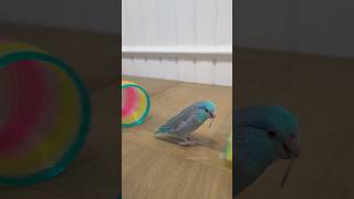 Parrot Trick Training ✨️ [upl. by Annecorinne]