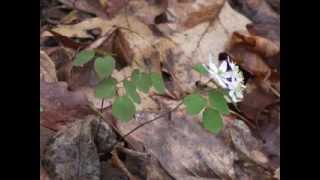 Plant portrait  Rue anemone Thalictrum thalictroides [upl. by Stock]