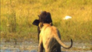 Lion bites off Warthogs head [upl. by Nabatse]