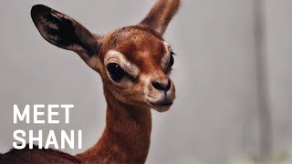 Meet Shani the GERENUK CALF [upl. by Nnaytsirk770]